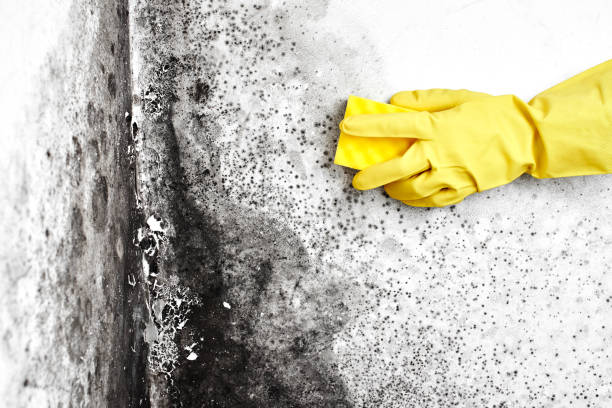 Best Local Mold Removal Service  in Lovington, IL
