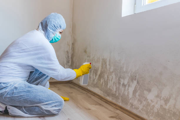 Mold Removal Process in Lovington, IL