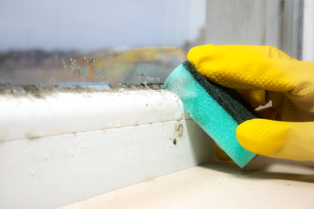 Best Certified Mold Removal  in Lovington, IL