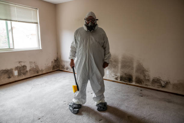 Best Fast Mold Removal  in Lovington, IL