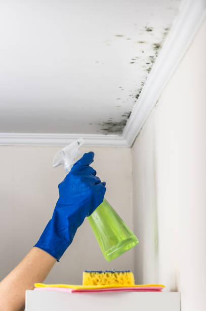 Best Mold Testing  in Lovington, IL