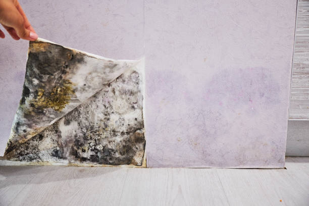 Best Office Mold Removal Services  in Lovington, IL